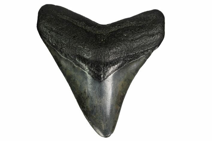 Fossil Megalodon Tooth - South Carolina #164961